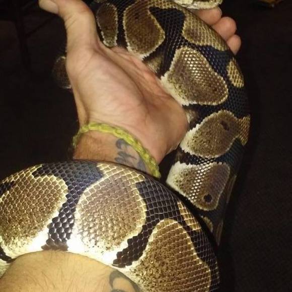 Meet your Posher, Jason - Picture 1 of 1